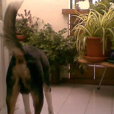 Republica Bananas Rum i privatbostad