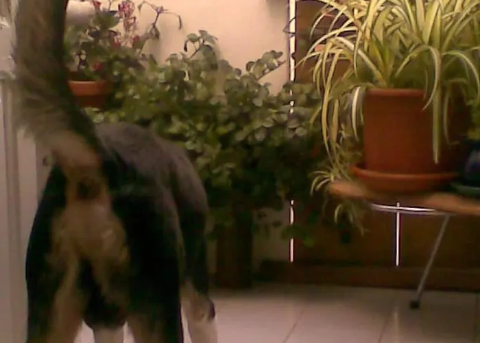 Republica Bananas Homestay